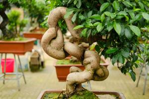 How does ginseng banyan breed