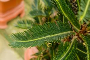 Breeding method of Cycas