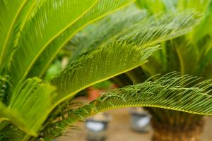 Tillering propagation of Cycas