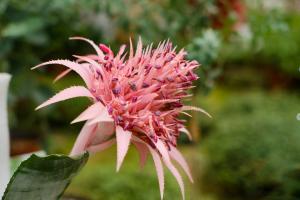 Propagation method of American leaf light calyx lotus