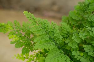 Pruning method of Adiantum