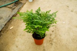 How to change the basin of Adiantum? This operation ensures no damage to plants!