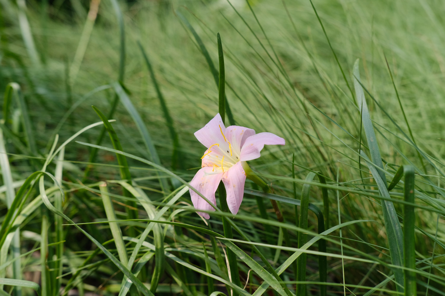 Rainlily 