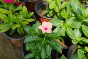How does Catharanthus roseus burst into pots