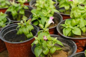 can a plants water stress change over time