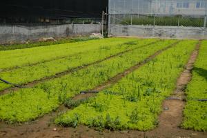 How can golden perennial grass burst into pots