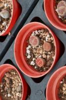How to fertilize raw stone flower