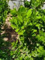 Propagation mode of Euonymus japonicus