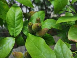 The technique of wintersweet blossoming