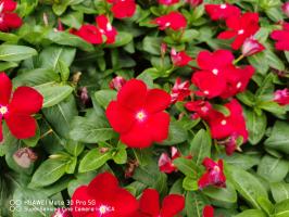 How to sow Catharanthus roseus