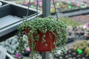 how ot plant a potted peony