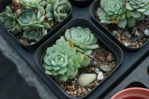How to deal with the lateral buds of succulent plants