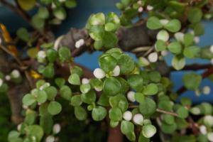 How to maintain golden branches and jade leaves in winter?