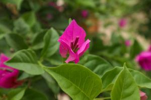 how to kill tomato worms on plants