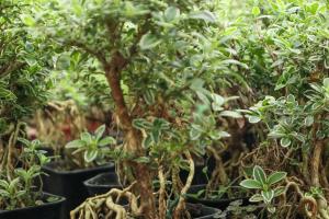 how many cherry tomato plants per cage