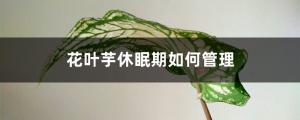 How to manage the dormancy period of flower leaf taro