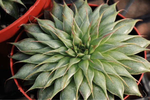 Succulent plant Silver Star