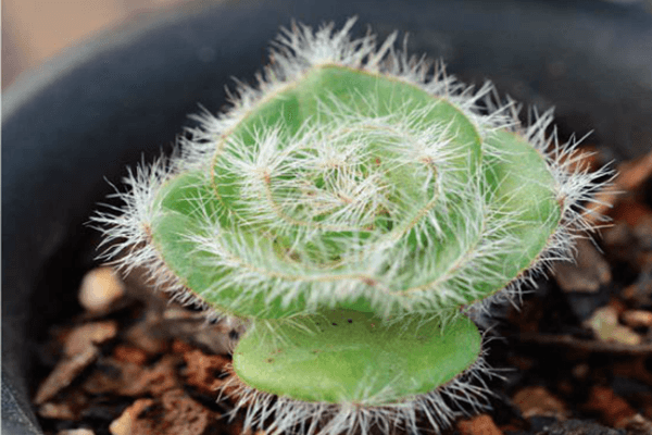 Fleshy plant moonlight