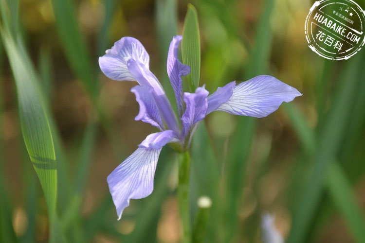 Purple iris