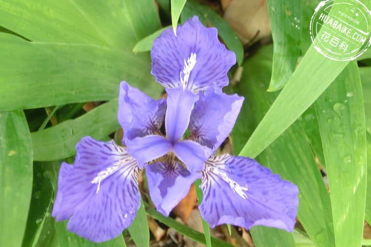 Blue iris