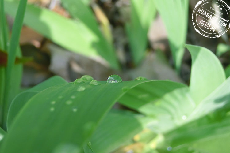 Iris leaf