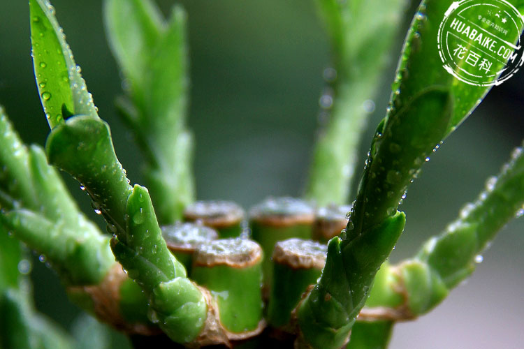 Brazilian wood with water droplets