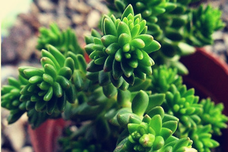 Succulent plant - Pinus koraiensis