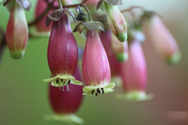 Kalanchoe Manginii 