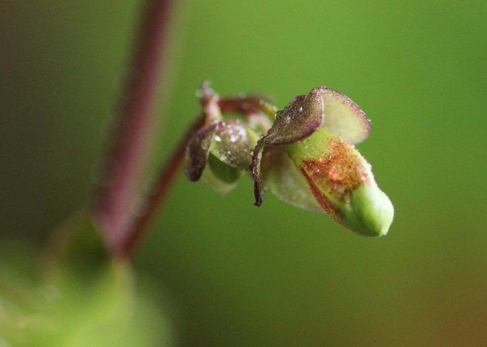 Bud of palace lantern longevity flower