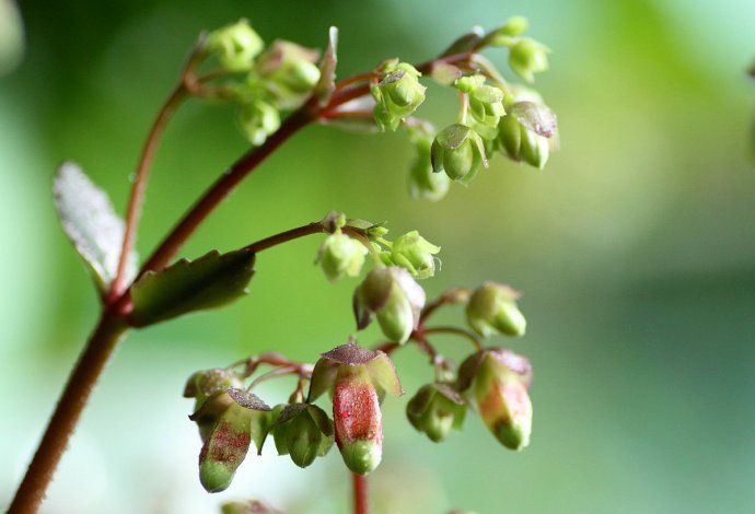 Kalanchoe Manginii 