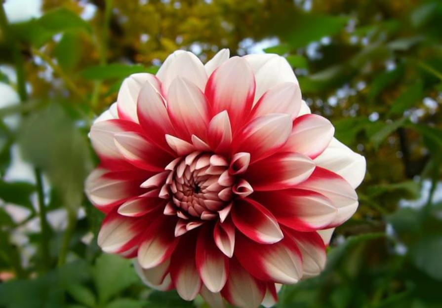 Beautiful pictures of Dahlia