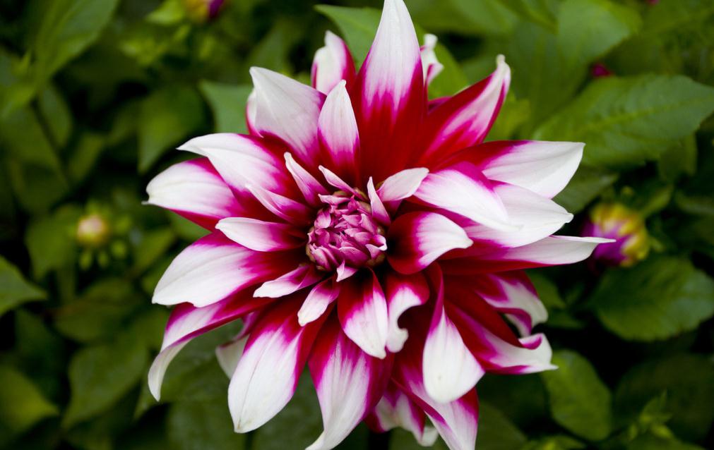 Dahlia petals