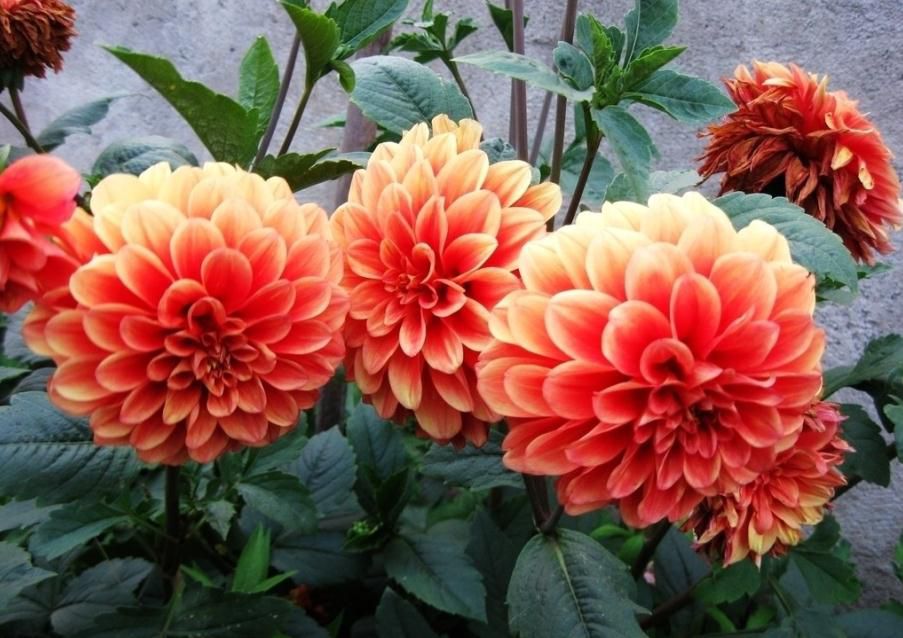 Orange Dahlia