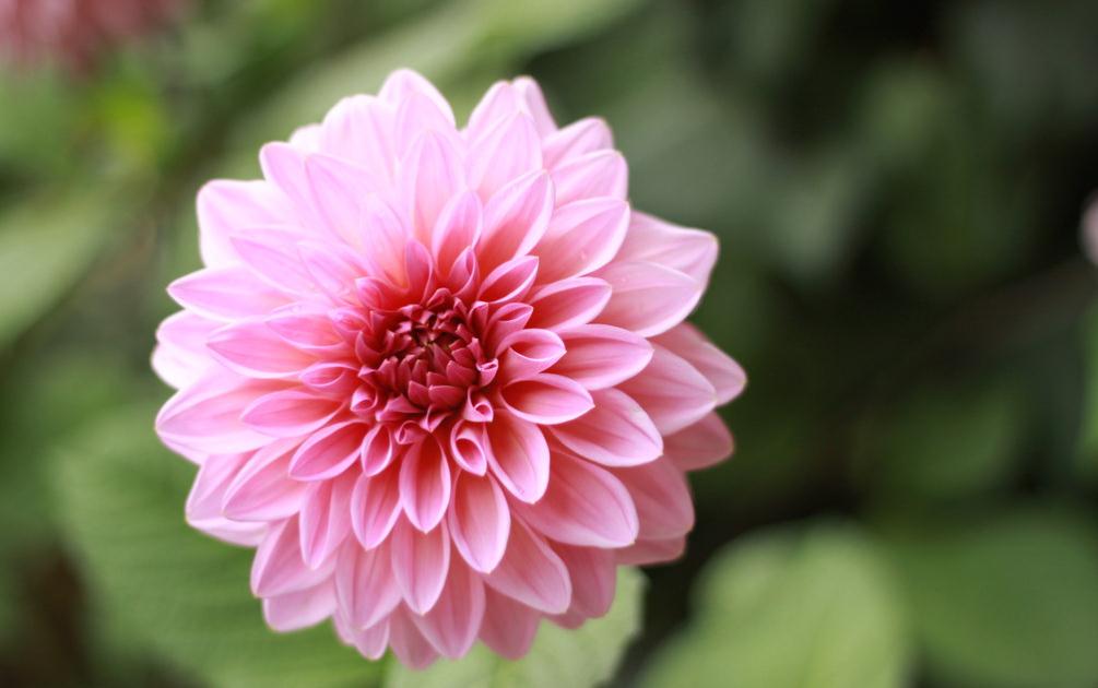 Pink dahlia