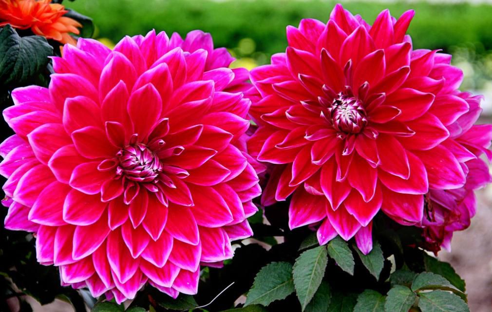 Bright dahlias