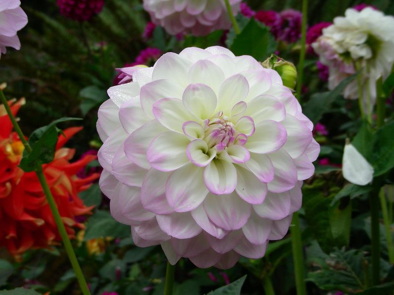 Dahlia