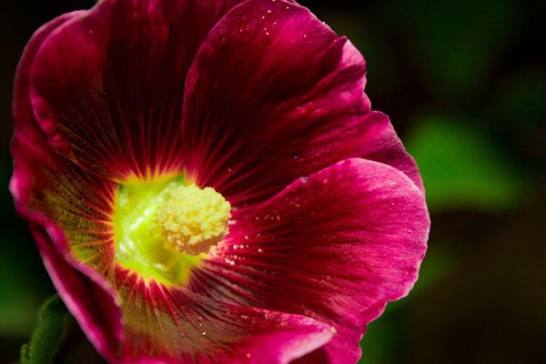 Hollyhock