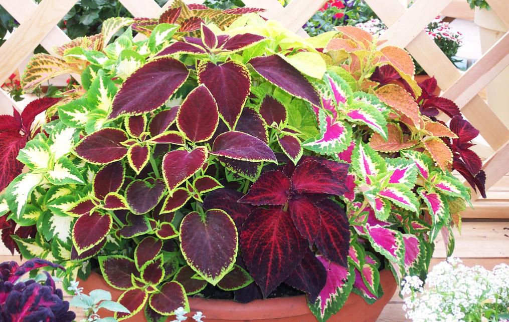 Coleus