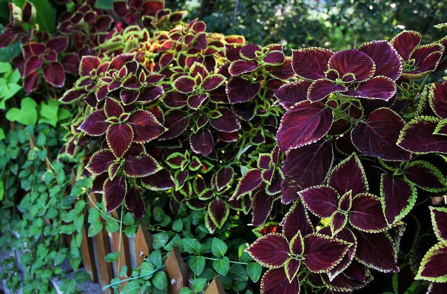 Outdoor colored leaf grass