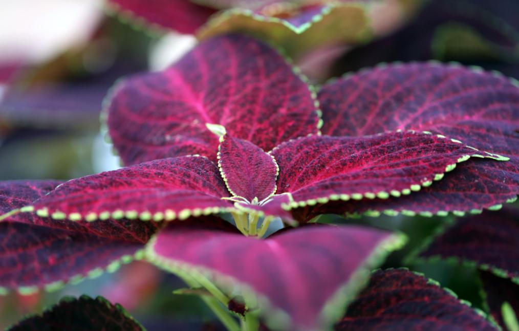 Purple leafy grass