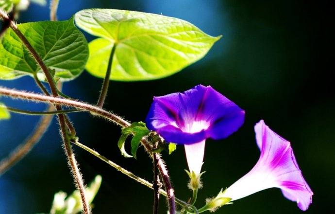 Morning glory pictures