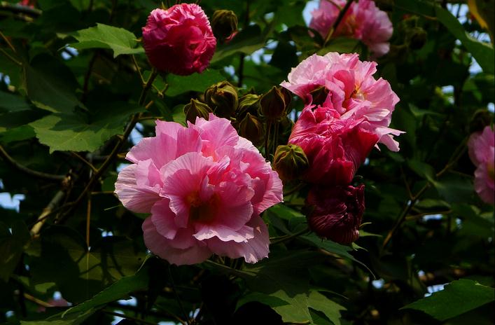 Hibiscus Flower