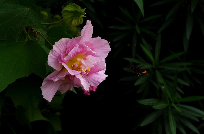 Beautiful pictures of hibiscus flowers