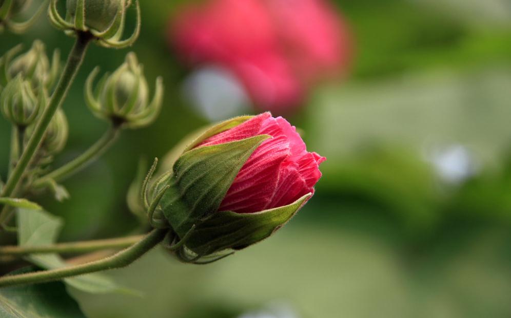 Appreciation of beautiful pictures of hibiscus flowers