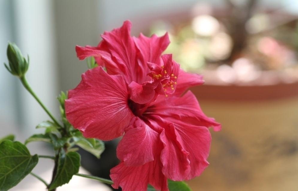 Hibiscus pictures