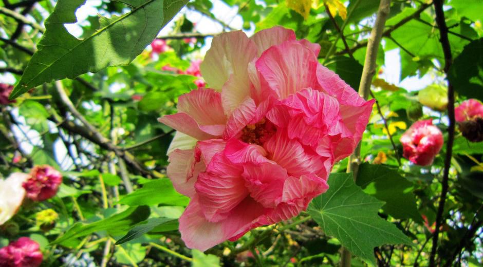 Pictures of hibiscus flowers