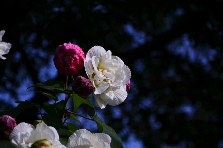 Appreciation of hibiscus flowers