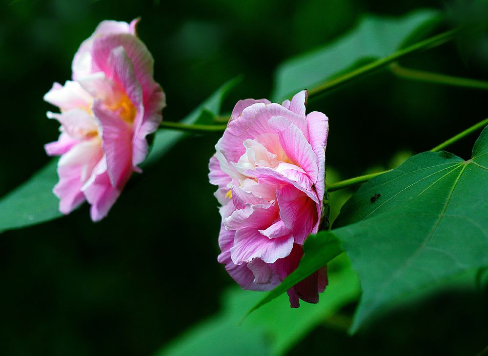 Beautiful hibiscus flower