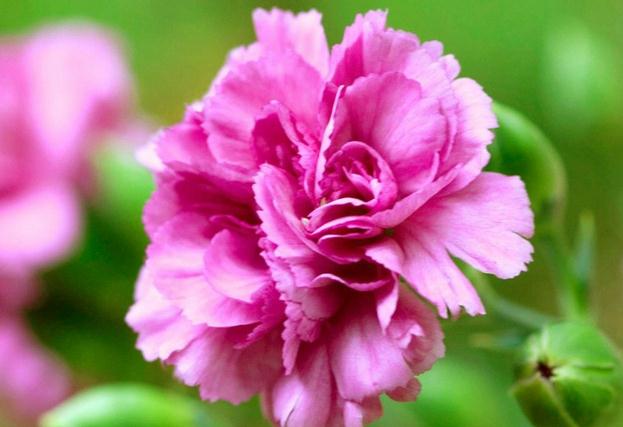 Species classification of carnations