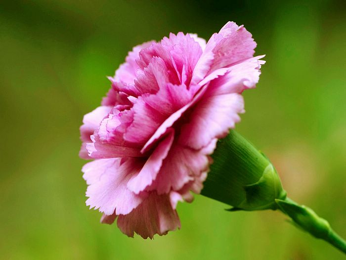 Function of Carnation